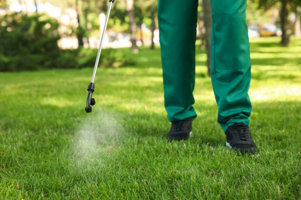 Best Ant Control Services  in Pearland, TX