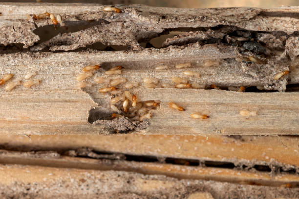 Best Exterminator Services  in Pearland, TX