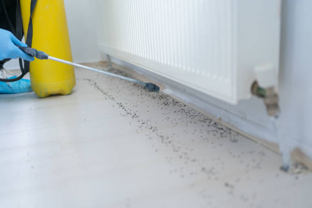 Best Rodent Control Near Me  in Pearland, TX